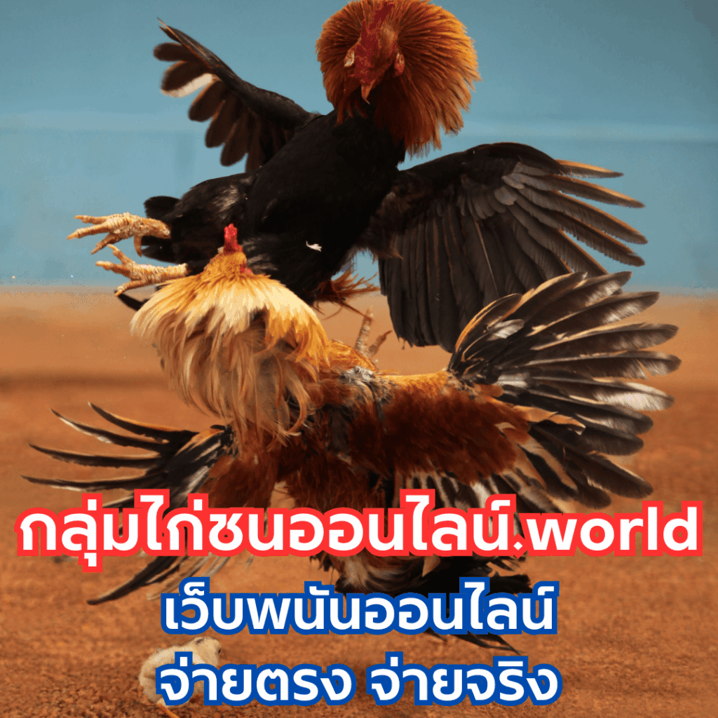 กลุ่มไก่ชนออนไลน์.world