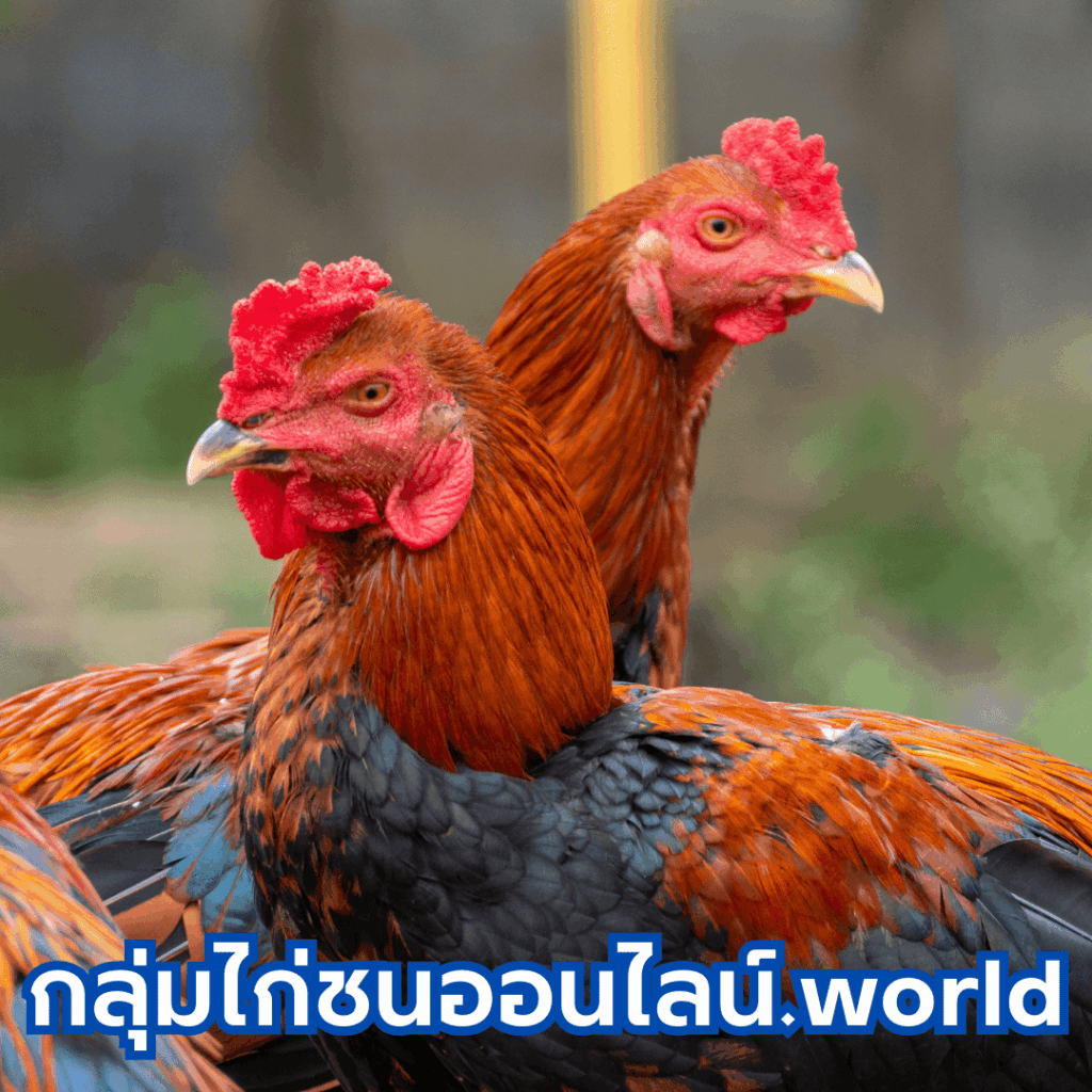 กลุ่มไก่ชนออนไลน์.world